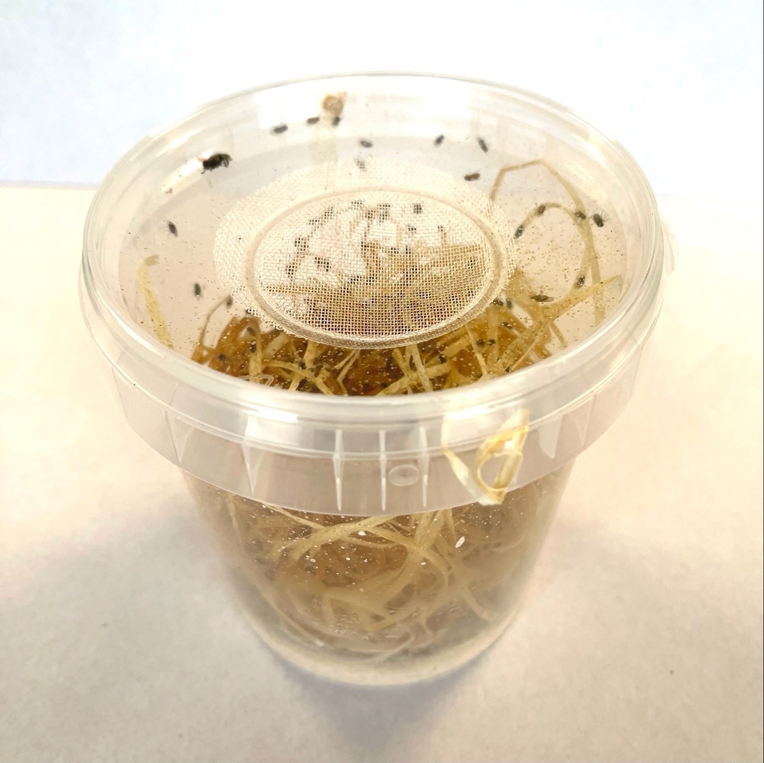 Fruitvliegen 5 (klein)  in pot